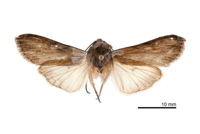 灰冬夜蛾 Cucullia pustulata fraterna 雄蟲