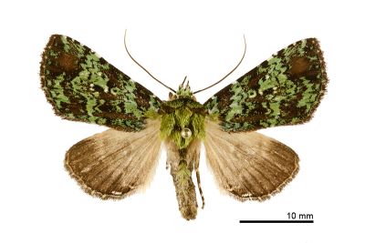 綠褐碧夜蛾 Viridistria viridipicta 雄蟲