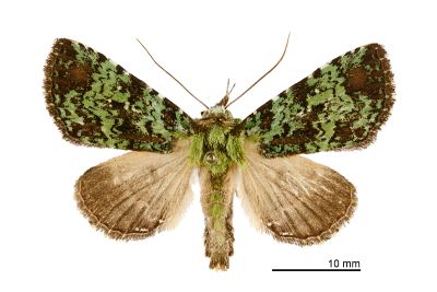 綠褐碧夜蛾 Viridistria viridipicta 雌蟲