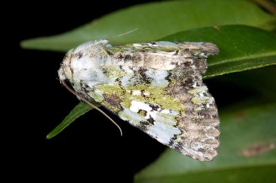 臺灣新碧夜蛾 Anabelcia taiwana 雄蟲