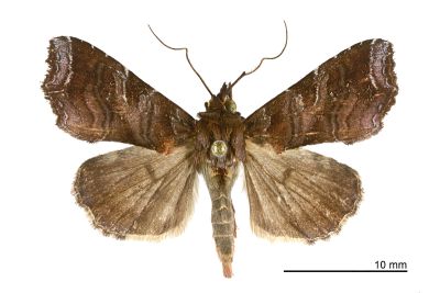 紅棕散紋夜蛾 Callopistria placodoides 雄蟲