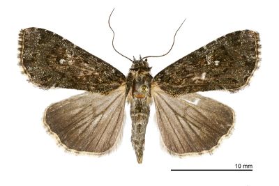 黯翅散紋夜蛾 Callopistria nigrescens 雌蟲