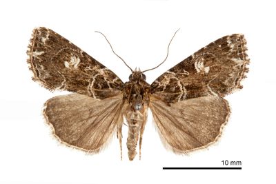 白斑散紋夜蛾 Callopistria delicata 雌蟲