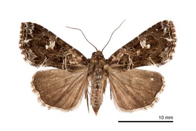 白斑散紋夜蛾 Callopistria delicata 雌蟲