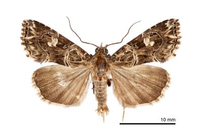 白斑散紋夜蛾 Callopistria delicata 雄蟲