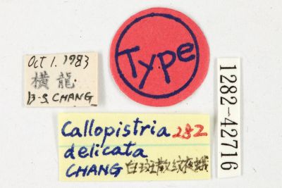 白斑散紋夜蛾 Callopistria delicata 雄蟲