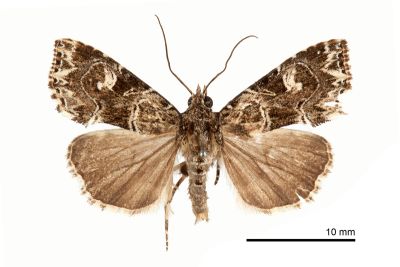 白斑散紋夜蛾 Callopistria delicata 雄蟲