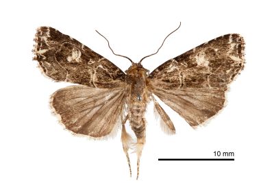白斑散紋夜蛾 Callopistria delicata 雄蟲