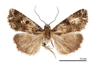 白斑散紋夜蛾 Callopistria delicata 雄蟲