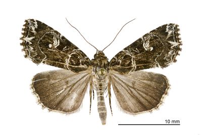 白斑散紋夜蛾 Callopistria delicata 雄蟲