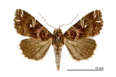 東洋散紋夜蛾 Callopistria japonibia 雌蟲