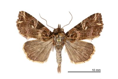 東洋散紋夜蛾 Callopistria japonibia 雄蟲