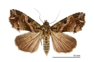 粉紅帶散紋夜蛾 Callopistria maillardi maillardi 雌蟲