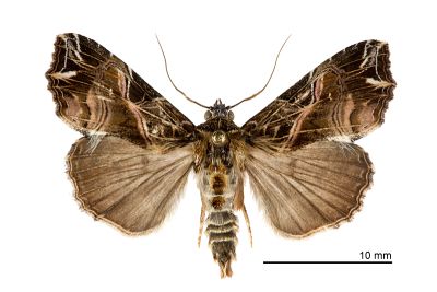 粉紅帶散紋夜蛾 Callopistria maillardi maillardi 雄蟲