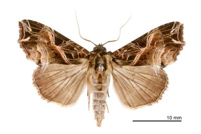 粉紅帶散紋夜蛾 Callopistria maillardi maillardi 雄蟲
