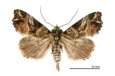 小紅暈散紋夜蛾 Callopistria nobilior 雄蟲