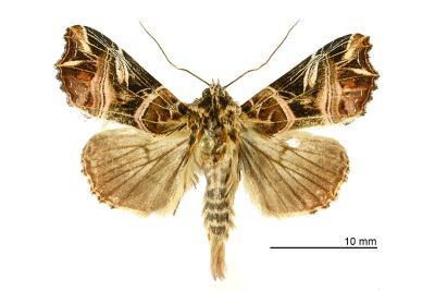 小紅暈散紋夜蛾 Callopistria nobilior 雄蟲