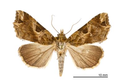 暗角散紋夜蛾 Callopistria phaeogona 雌蟲