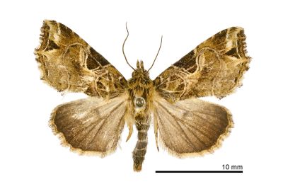 暗角散紋夜蛾 Callopistria phaeogona 雌蟲