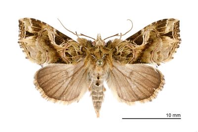 暗角散紋夜蛾 Callopistria phaeogona 雄蟲