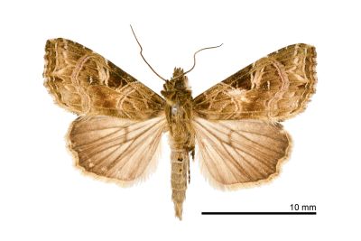 麗紋散紋夜蛾 Callopistria pulchrilinea 雄蟲