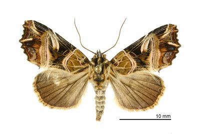 紅暈散紋夜蛾 Callopistria repleta 雌蟲