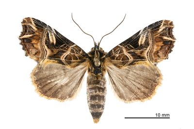 紅暈散紋夜蛾 Callopistria repleta 雌蟲