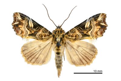 紅暈散紋夜蛾 Callopistria repleta 雄蟲