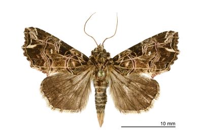 流紋散紋夜蛾 Callopistria rivularis 雄蟲