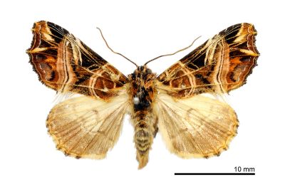 小紅暈散紋夜蛾 Callopistria nobilior 雄蟲