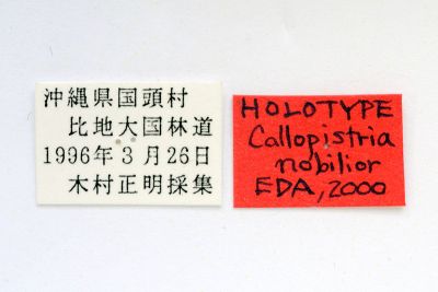 小紅暈散紋夜蛾 Callopistria nobilior