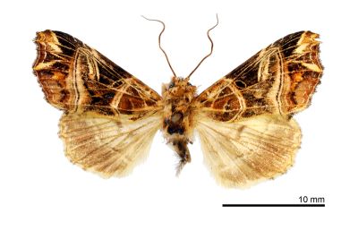 小紅暈散紋夜蛾 Callopistria nobilior 雄蟲