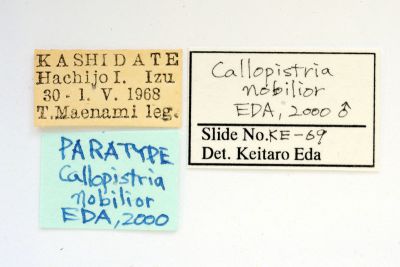 小紅暈散紋夜蛾 Callopistria nobilior
