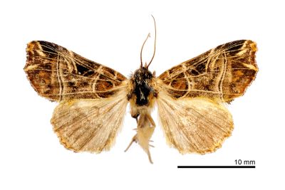 小紅暈散紋夜蛾 Callopistria nobilior 雌蟲