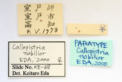 小紅暈散紋夜蛾 Callopistria nobilior