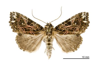 Callopistria taiwana 雄蟲