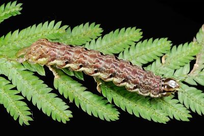 暗角散紋夜蛾 Callopistria phaeogona