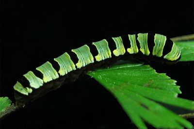 珠紋散紋夜蛾 Callopistria guttulalis