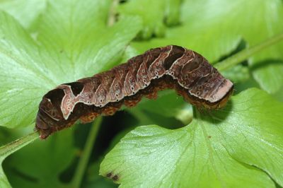 弧角散紋夜蛾 Callopistria duplicans