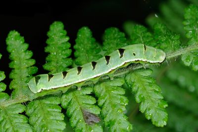 東洋散紋夜蛾 Callopistria japonibia