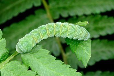 紅棕散紋夜蛾 Callopistria placodoides