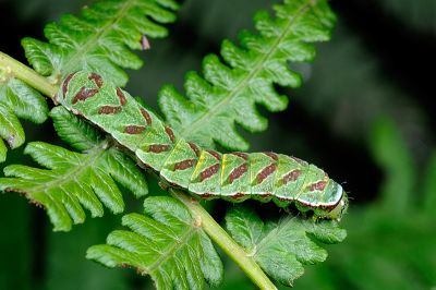 紅棕散紋夜蛾 Callopistria placodoides