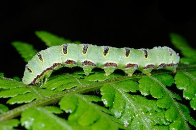 紅暈散紋夜蛾 Callopistria repleta