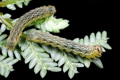 暗角散紋夜蛾 Callopistria phaeogona
