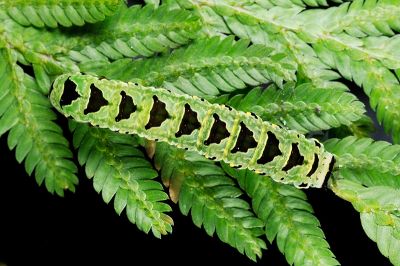 麗紋散紋夜蛾 Callopistria pulchrilinea