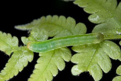 粉紅帶散紋夜蛾 Callopistria maillardi maillardi
