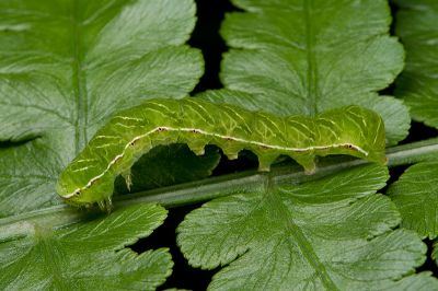 紅棕散紋夜蛾 Callopistria placodoides