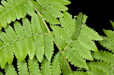 紅棕散紋夜蛾 Callopistria placodoides