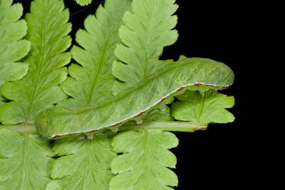 紅棕散紋夜蛾 Callopistria placodoides