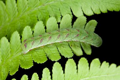 紅棕散紋夜蛾 Callopistria placodoides
